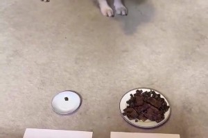 火爆埃及vs世界杯小组赛新西兰全场录像